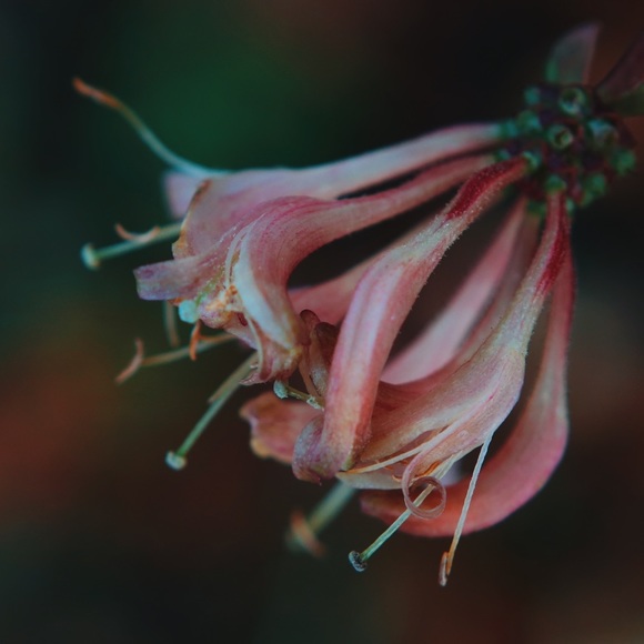 Meet your Posher, Briana - Picture 1 of 1